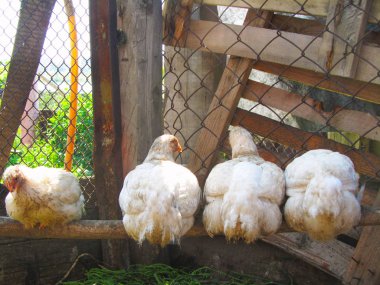 Çiftlikte tavuk