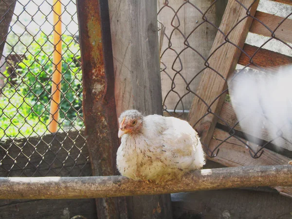 Pollo en la granja — Foto de Stock