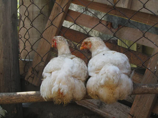 Kurczak w gospodarstwie — Zdjęcie stockowe