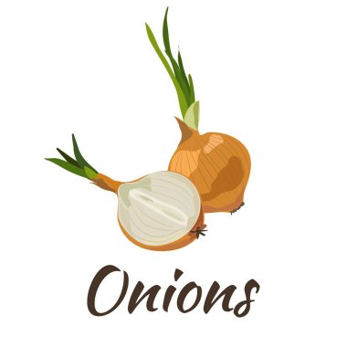 Soğan. Düz tasarım. Vektör çizim. Olgun sebze