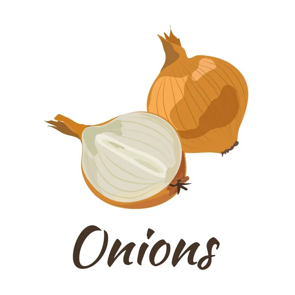 Onions. Flat design. Vector illustration. Ripe vegetable — Stock Vector