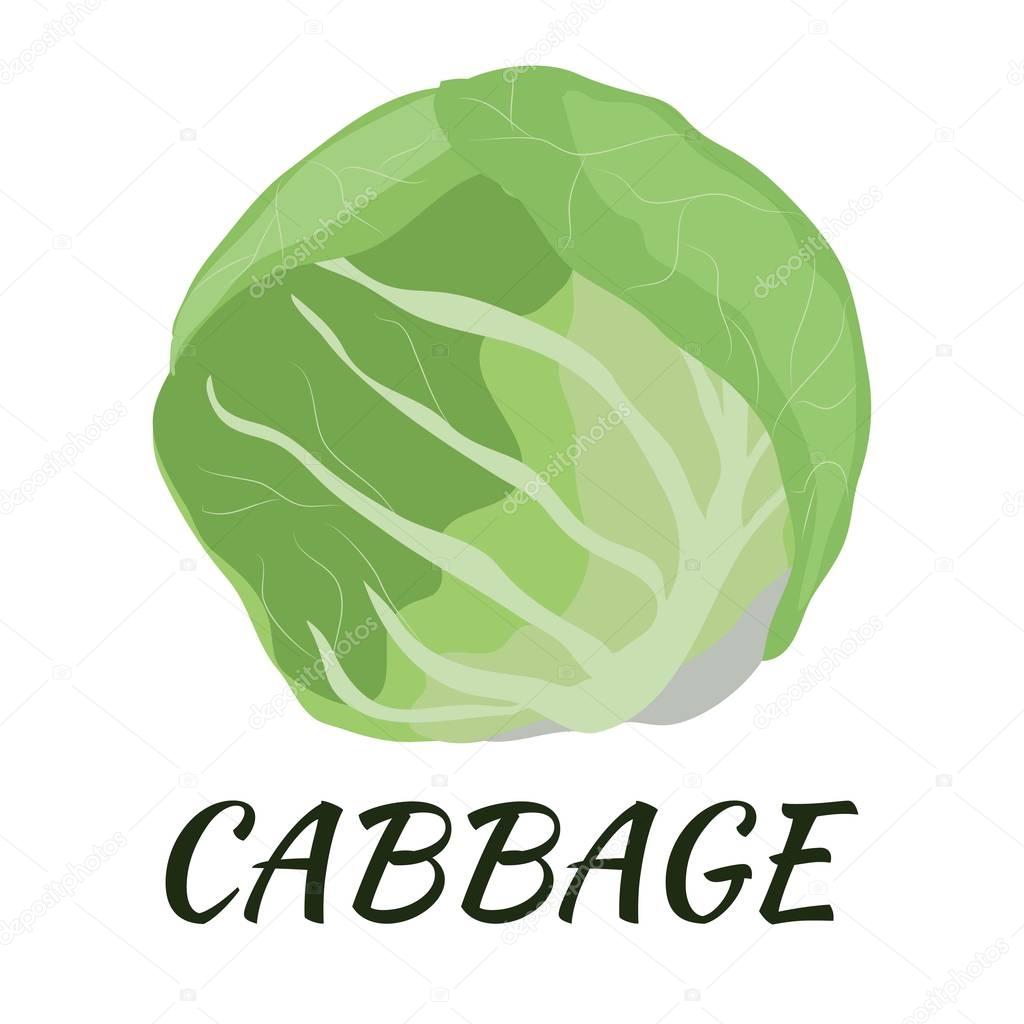Cabbage. Flat design. Vector illustration