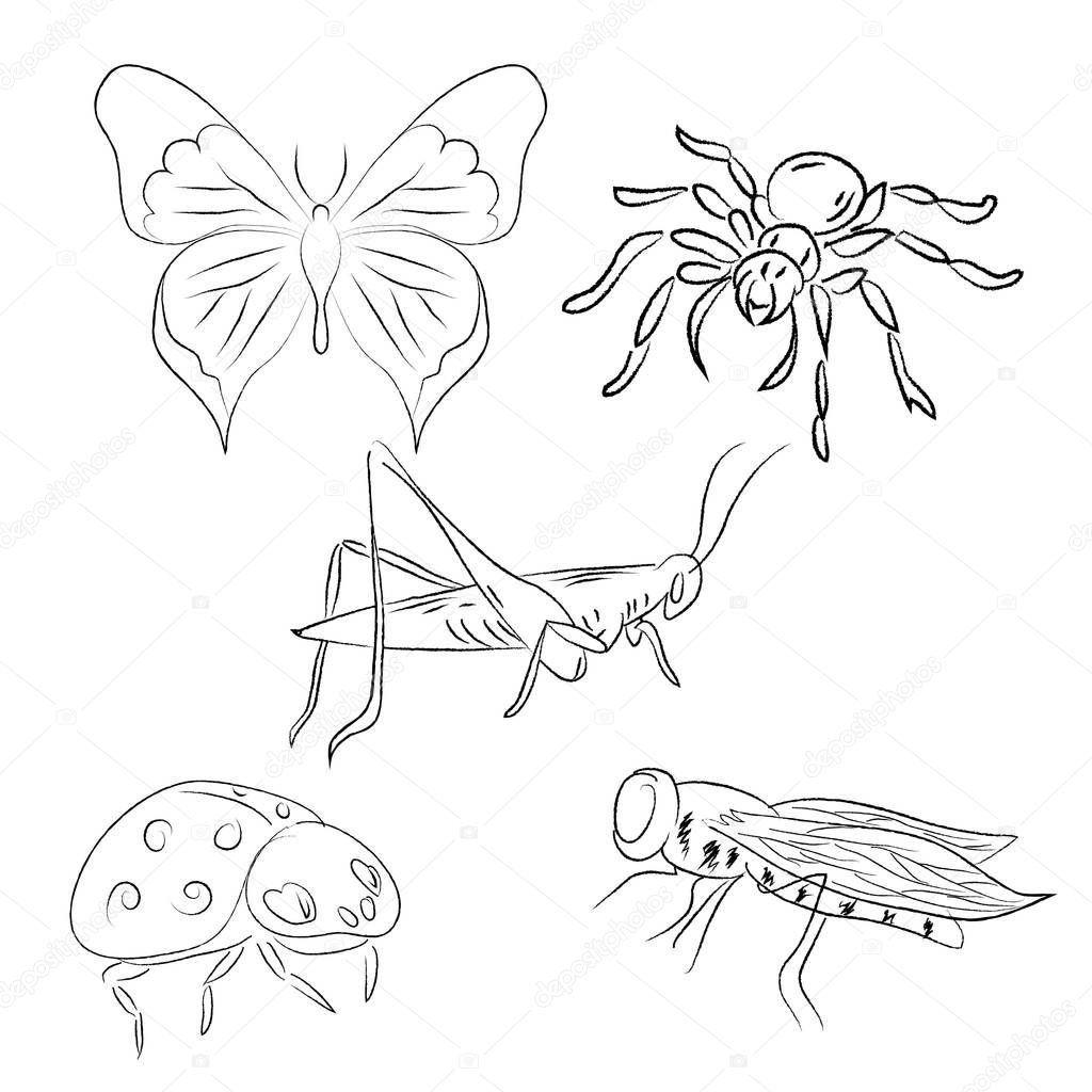 Set of  vector insects. Hand drawn sketch. Doodle. 