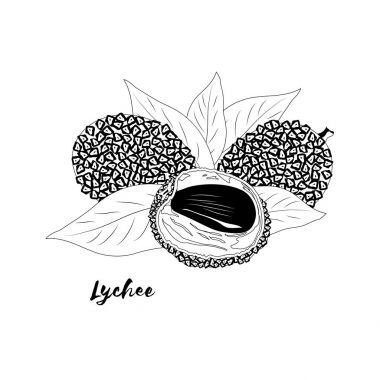 Lychee. Sayfa boyama kitabı için. Doodle tasarım. Meyve. Vektör hastası