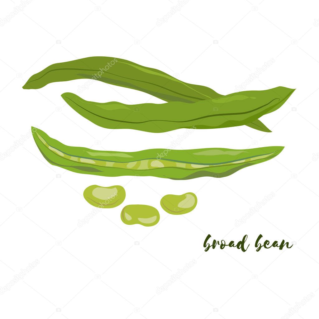 Broad bean. Flat design. Vector illustration