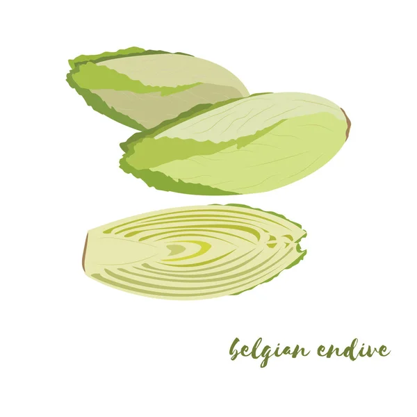 Belga Endive. Design plano. Ilustração vetorial. Legumes maduros — Vetor de Stock