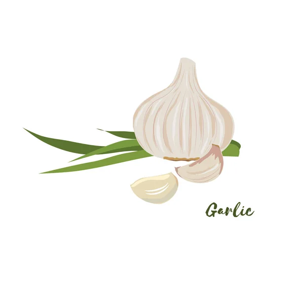 Garlic. Flat design. Vector illustration. — Stock Vector