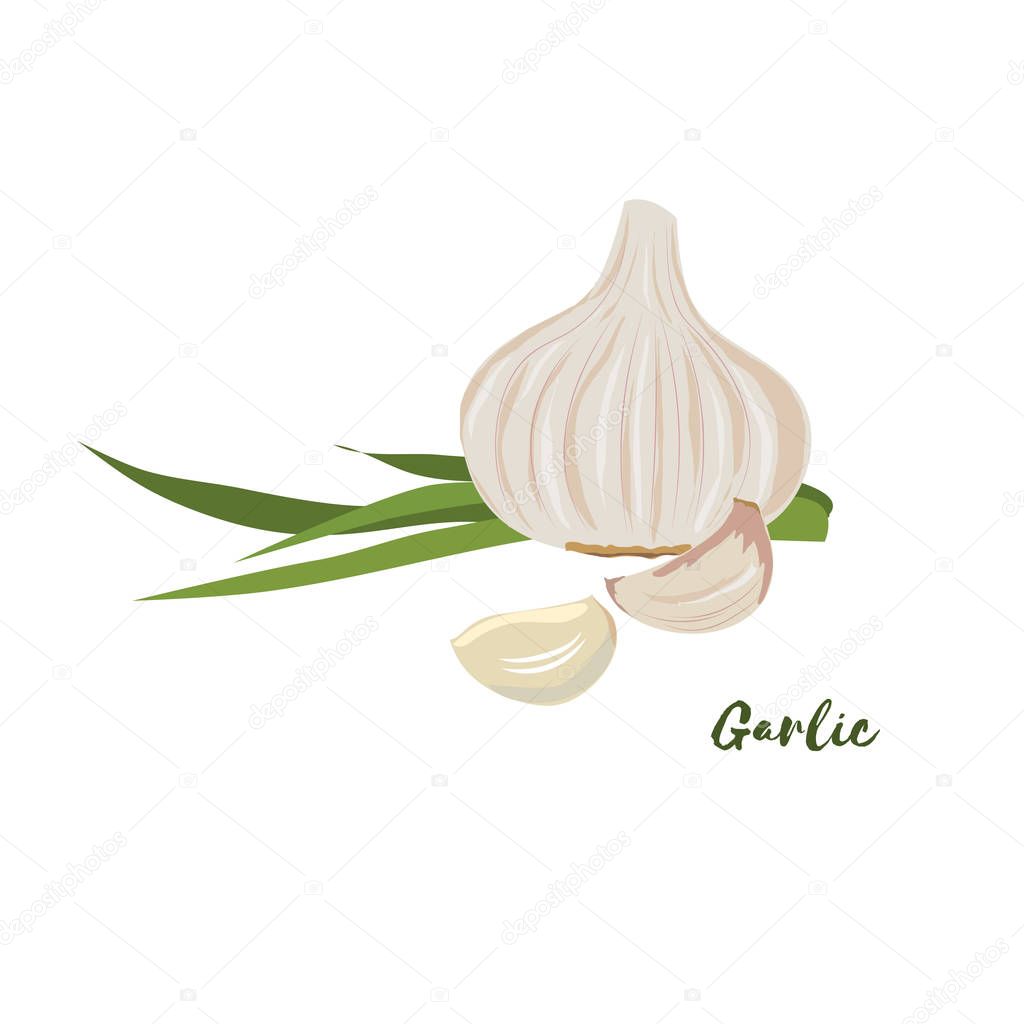 Garlic. Flat design. Vector illustration. 