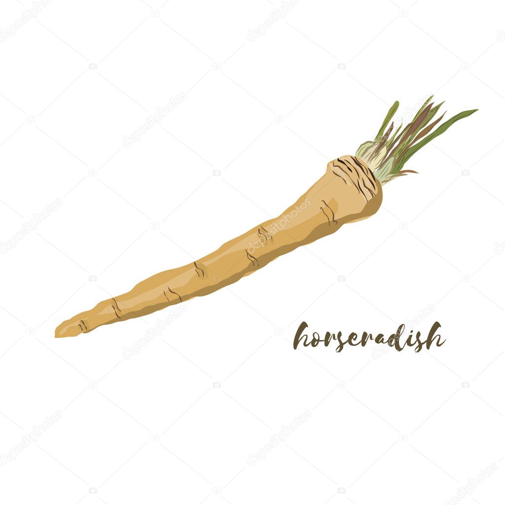 Horseradish. Flat design. Vector illustration. 