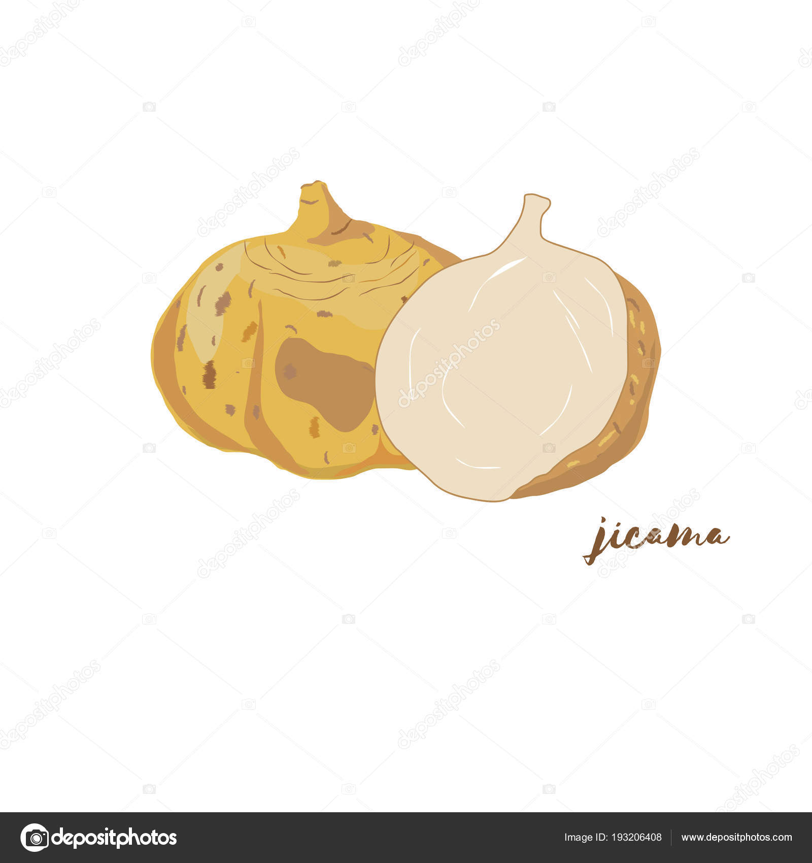 Jicama. Vector illustration. Flat design — Stock Vector © satarova.av
