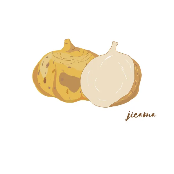 Jicama。矢量插图。平面设计 图库插图