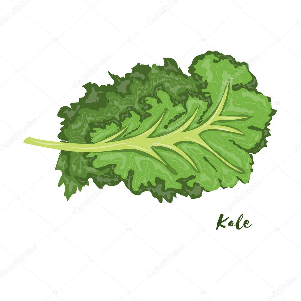 Kale. Vector illustration. Flat design.