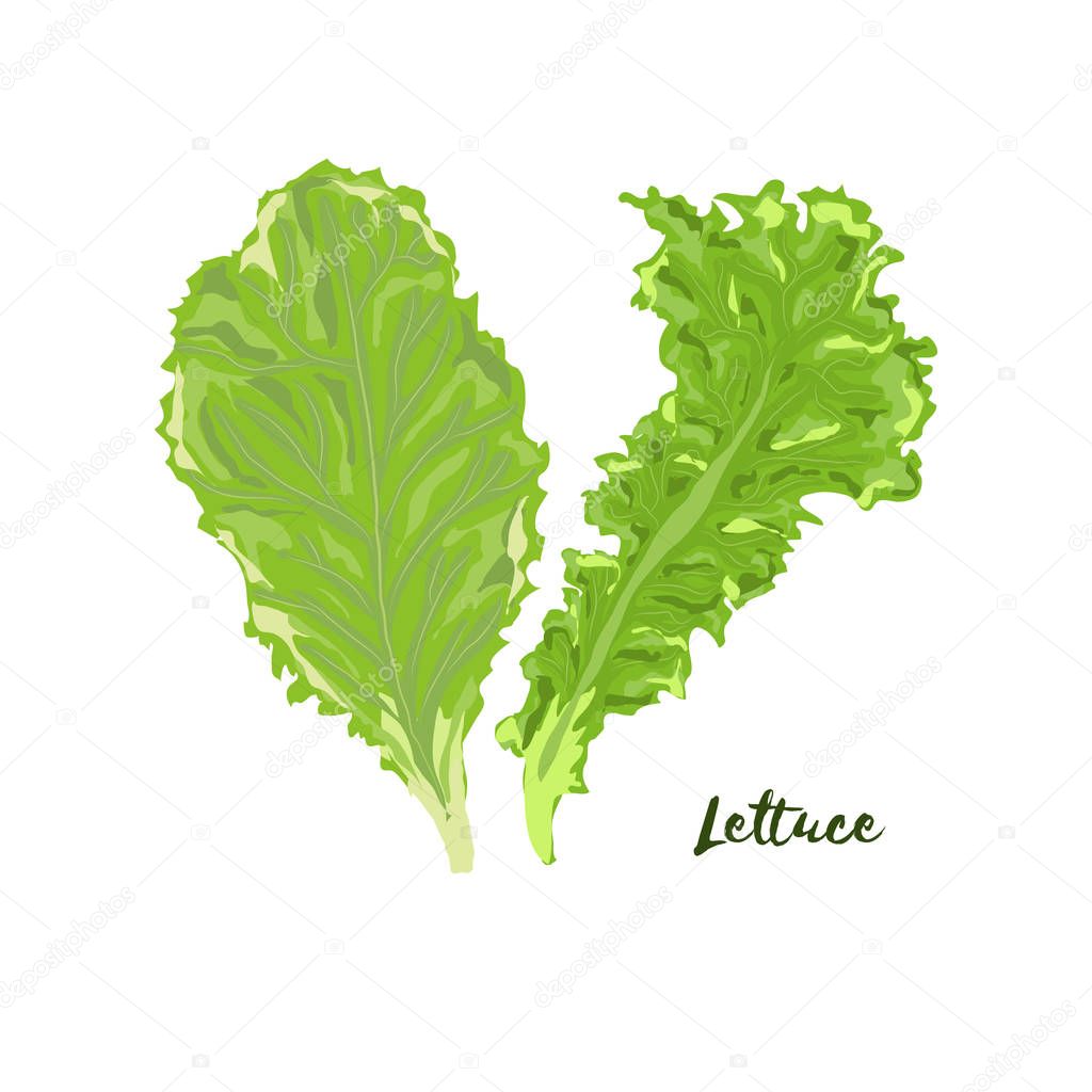 Lettuce. Vector illustration. No gradient