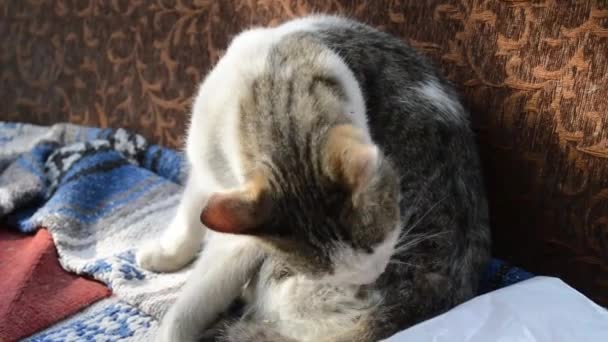 Cat Has Rest Balcony — Stock Video