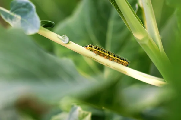 Жовта гусениця на комірцевій зелені — стокове фото