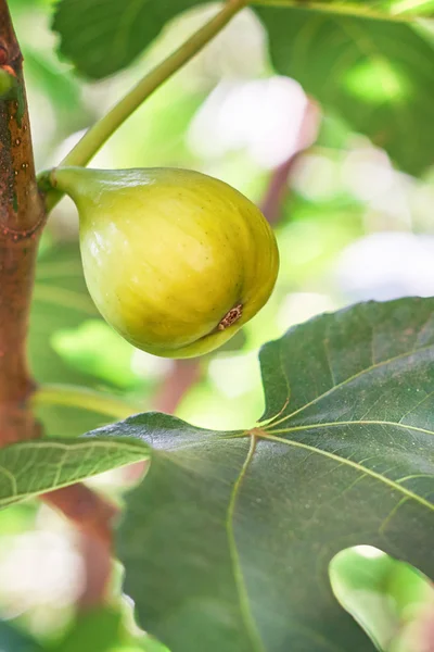 Fechar de figo verde — Fotografia de Stock