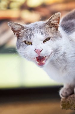 Kameraya bakarak kızgın kedi