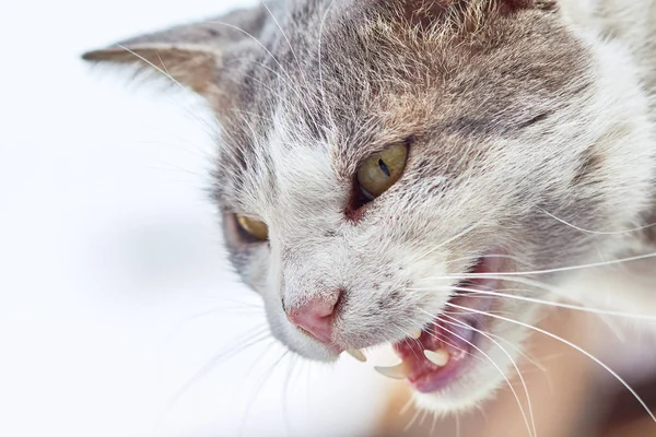 Angry cat hissing