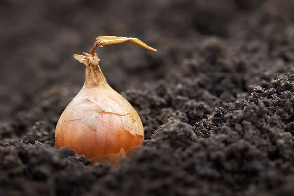 Sadzenie cebuli w ogrodzie — Zdjęcie stockowe