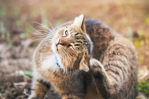 Cat ξύσιμο το κεφάλι — Φωτογραφία Αρχείου