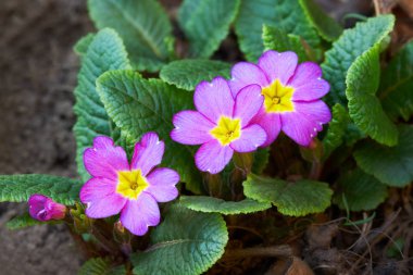 Bahçesinde mor çuha çiçeği