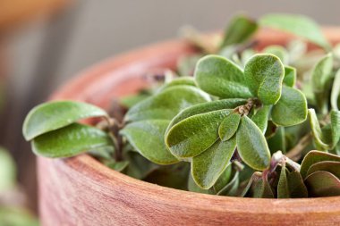 Ayıüzümleri yaprakları (Arctostaphylos uva-ursi)