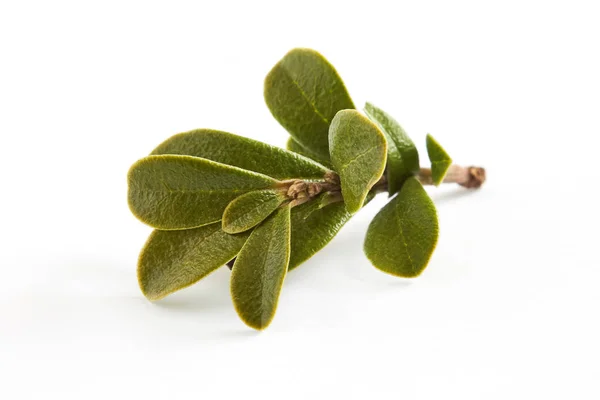 Hojas de arándano (Arctostaphylos uva-ursi ) — Foto de Stock