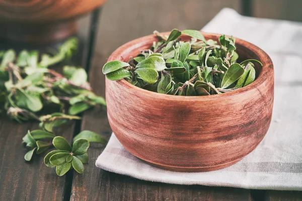 Ayıüzümleri yaprakları (Arctostaphylos uva-ursi)
