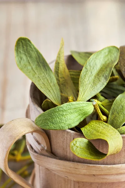 Dried mistletoe leaves — Stock Photo, Image