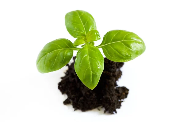 Basil roślin na kupie ziemi — Zdjęcie stockowe