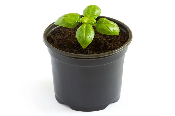 Basil plant in a pot — Stock Photo, Image