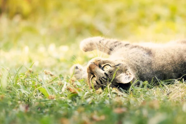 Cat lying in grass and playing — Stock Photo, Image