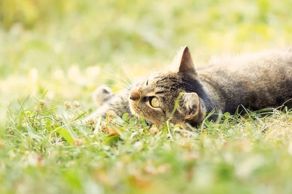 Katze liegt im Gras und spielt — Stockfoto