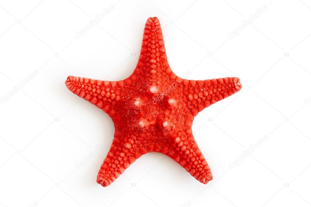 Dried red sea starfish 