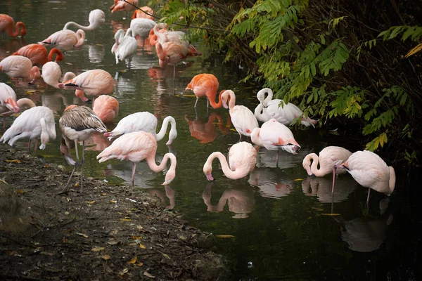 Flamingi większe i amerykański flamingi — Zdjęcie stockowe