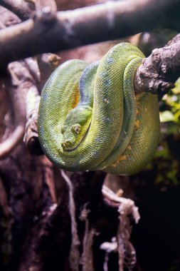 Bir ağaç üzerinde dinlenme yeşil ağaç python (Morelia viridis)