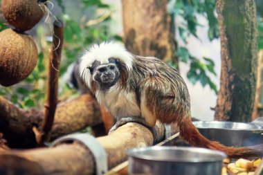 Pamuk-üst pembe maymun (Saguinus oedipus) olarak da bilinen tepeli tamarin tutsak