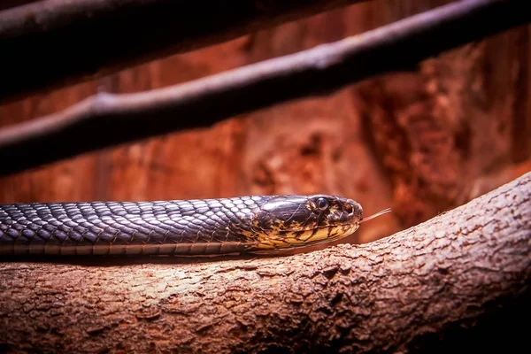 Cobra Forestal Naja Melanoleuca También Conocida Como Cobra Negra Cobra — Foto de Stock