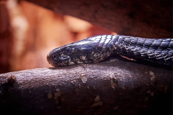 Cobra Forestal Naja Melanoleuca También Conocida Como Cobra Negra Cobra — Foto de Stock