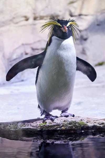 Północnej rockhopper penguin — Zdjęcie stockowe