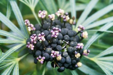 Yeşil sarılıcı Osmoxylon lineare