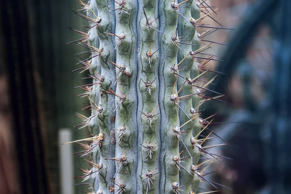 Browningia hertlingiana Kaktus — Zdjęcie stockowe