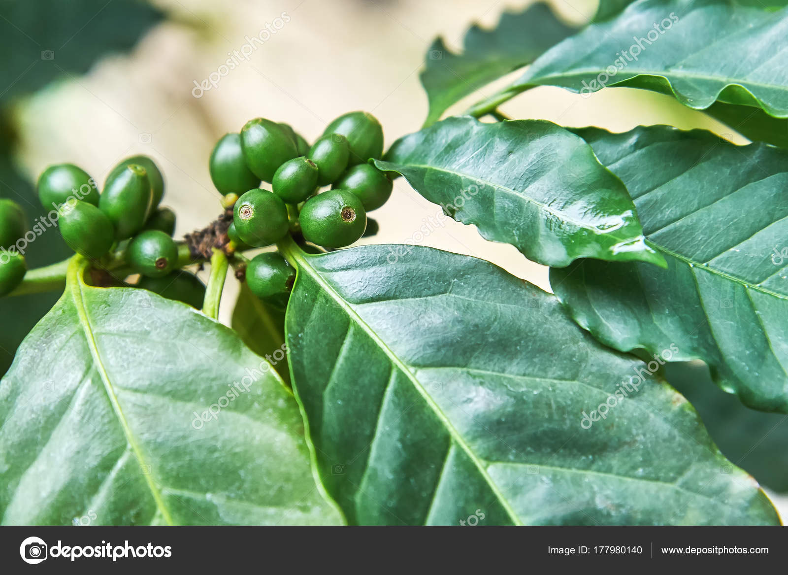 coffea arabica fruit stock photo nedob 177980140 coffea arabica