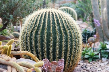 Altın varil kaktüs