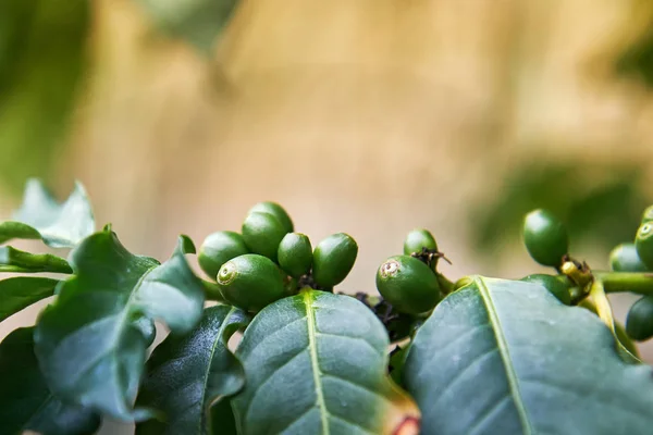 Cafea arábica — Fotografia de Stock