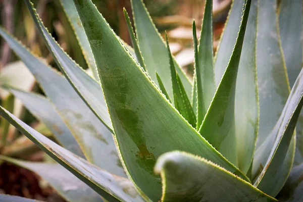 Folhas de Aloe viguieri — Fotografia de Stock