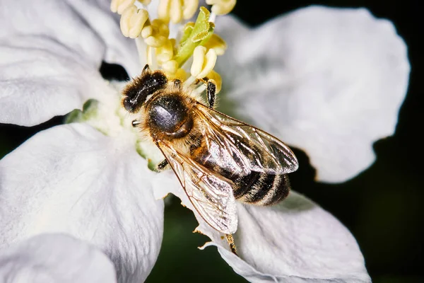 Closeup of a bee pollinating pear blossom. Copy space