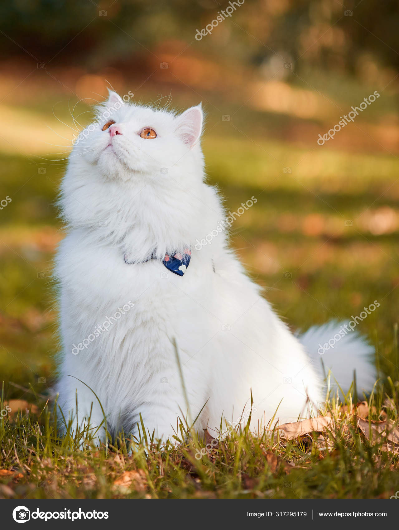 Long haired hotsell angora cat