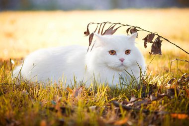 Beautiful Turkish Angora cat with long white hair playing outside clipart