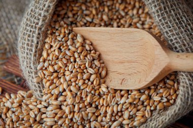 Çuvaldaki çiğ buğday tanelerini kapat.